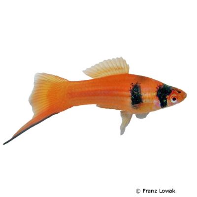 Koi Swordtail Xiphophorus Hellerii Var Pet Wiki