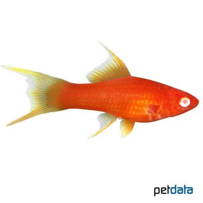 Wiener Lyre Swordtail Xiphophorus Hellerii Var Pet Wiki