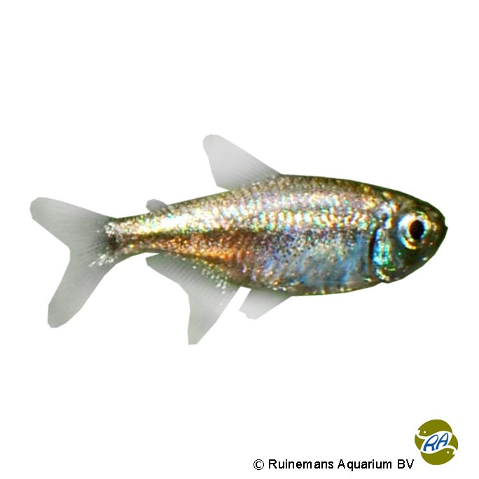 Dawn Tetra (Hyphessobrycon eos) - Pet Wiki