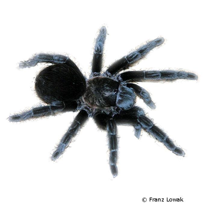 Mexican Black Velvet Tarantula (Tliltocatl schroederi) - Pet Wiki