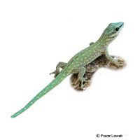 Abbott's Day Gecko (Phelsuma abbotti)