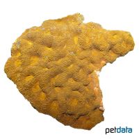 Acan Brain Coral (LPS) (Acanthastrea echinata)