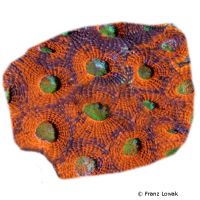 Acan Coral (LPS) (Acanthastrea spp.)
