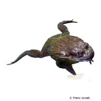 African Bullfrog (Pyxicephalus adspersus)