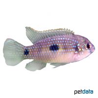 African Butterfly Cichlid (Anomalochromis thomasi)