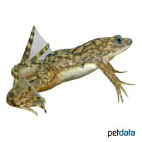 African Clawed Frog (Xenopus laevis)