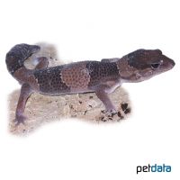 African Fat-tailed Gecko (Hemitheconyx caudicinctus)