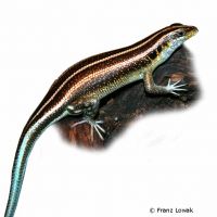 African Five-lined Skink (Trachylepis quinquetaeniata)