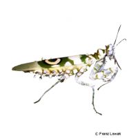 African Flower Mantis (Pseudocreobotra ocellata)