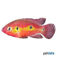 African Jewel Fish (Hemichromis letourneuxi)