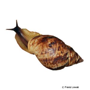 African Landsnail (Lissachatina reticulata) - Pet Wiki