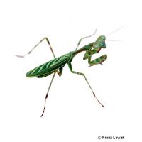 African Pinstripe Mantis (Miomantis binotata)