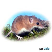 African Pygmy Mouse (Mus minutoides)