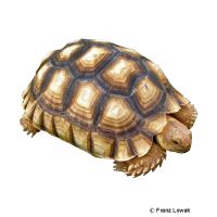African Spurred Tortoise (Centrochelys sulcata)