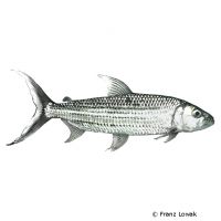 African Tigerfish (Hydrocynus vittatus)