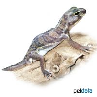 African Whole-toed Gecko (Holodactylus africanus)