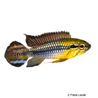 Agassiz's Dwarf Cichlid (Apistogramma agassizii 'Manacapuru')