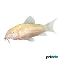 Albino Aeneus Cory Cat (Corydoras aeneus)