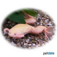 Albino African Clawed Frog (Xenopus laevis 'Albino')