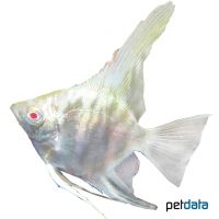 Albino Angelfish (Pterophyllum scalare var.)