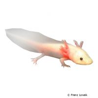 Albino Axolotl (Ambystoma mexicanum 'Albino')