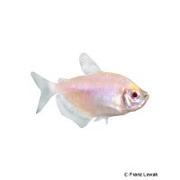 Albino Black Skirt Tetra (Gymnocorymbus ternetzi 'Albino')