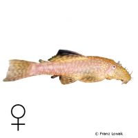 Albino Bristlenose Catfish (Ancistrus cf. cirrhosus 'Albino')