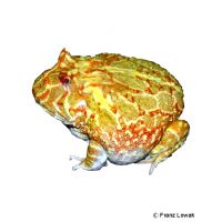 Albino Chacoan Horned Frog (Ceratophrys cranwelli 'Albino')