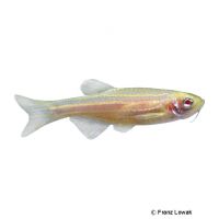 Albino Danio (Danio rerio 'Albino')