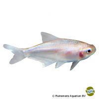 Albino Emperor Tetra (Nematobrycon palmeri 'Albino')