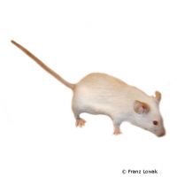 Albino House Mouse (Mus musculus f. dom. 'Albino')