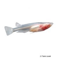 Albino Japanese Ricefish (Oryzias latipes 'Albino')