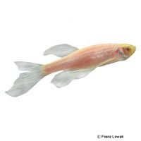 Albino Long Fin Danio (Danio rerio 'Albino Long Fin')