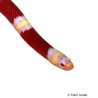 Albino Nelson's Milk Snake (Lampropeltis triangulum nelsoni 'Albino')