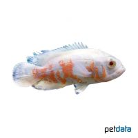 Albino Oscar (Astronotus ocellatus 'Albino')