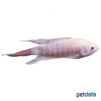 Albino Paradise Fish (Macropodus opercularis 'Albino')