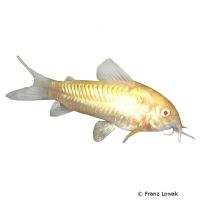 Albino Peppered Corydoras (Corydoras paleatus 'Albino')