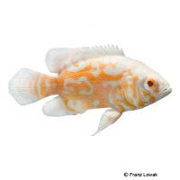 Albino Red Marble Oscar (Astronotus ocellatus 'Red Marble Albino')