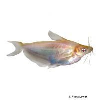 Albino Silver Butter Catfish (Schilbe intermedius 'Albino')
