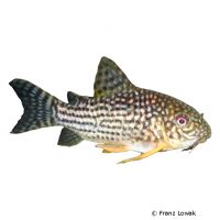 Albino Sterba's Corydoras (Corydoras sterbai 'Albino')
