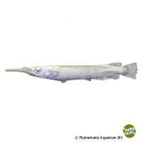 Albino Wrestling Halfbeak (Dermogenys pusilla 'Albino')