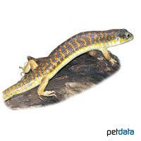 Algerian Skink (Eumeces algeriensis)