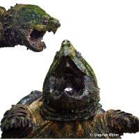 Alligator Snapping Turtle (Macroclemys temminckii)