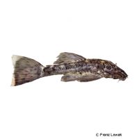 Altamira-Bristlenose Pleco L159 (Ancistrus sp. 'L159')