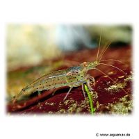 Amano Shrimp (Caridina multidentata)