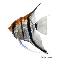 Amapa Angelfish (Pterophyllum scalare 'Amapa')