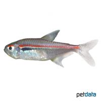 Amapa Tetra (Hyphessobrycon amapaensis)