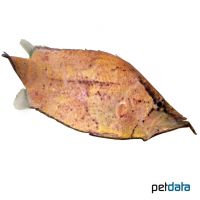 Amazon Leaffish (Monocirrhus polyacanthus)