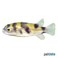 Amazon Puffer (Colomesus asellus)