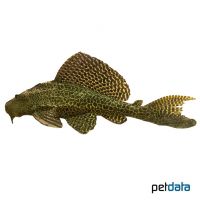 Amazon Sailfin Catfish (Pterygoplichthys pardalis)